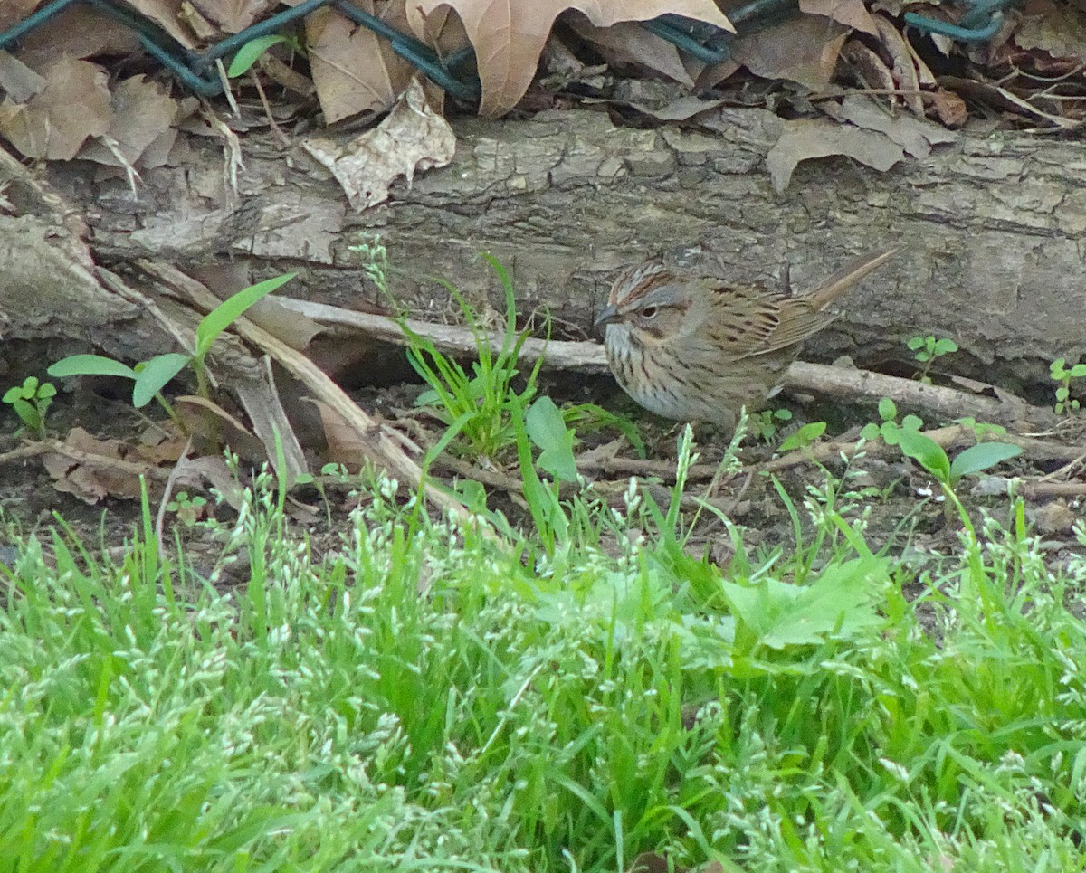 Lincoln's Sparrow - ML56677671