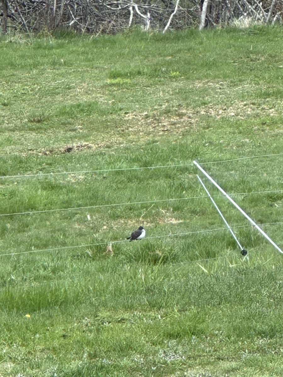 Eastern Kingbird - ML566777941