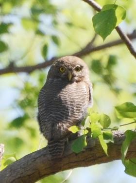 Asian Barred Owlet - Jos Simons