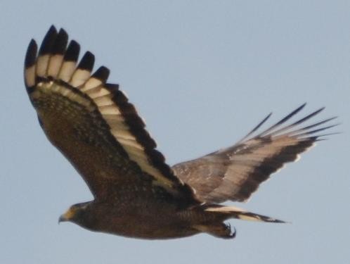 Crested Serpent-Eagle - Jos Simons
