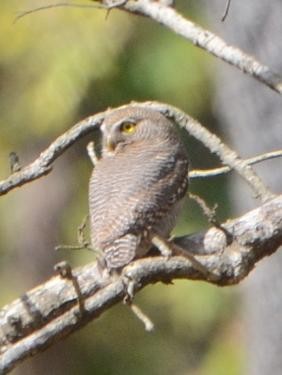 Jungle Owlet - Jos Simons