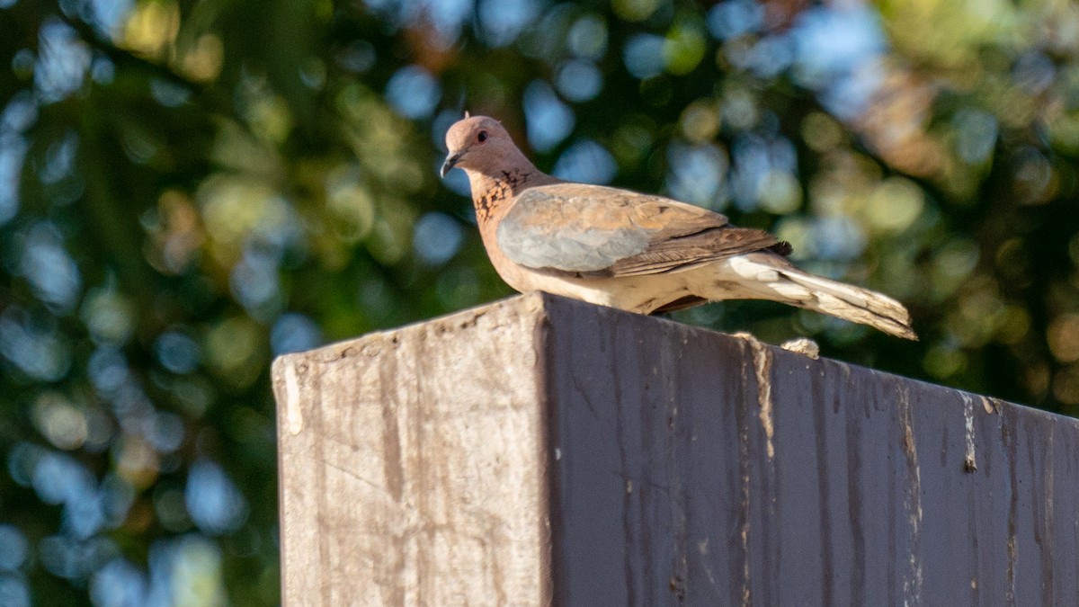 Tórtola Senegalesa - ML566779081