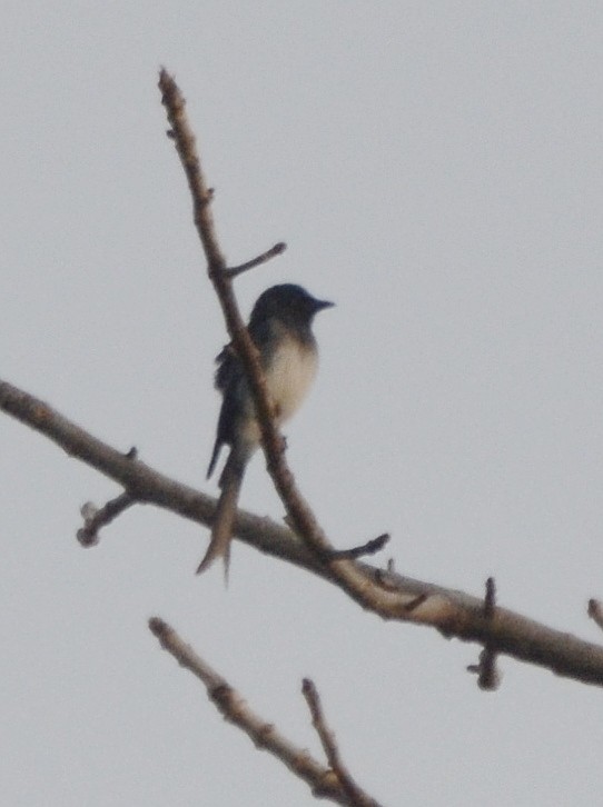 Ak Karınlı Drongo - ML566779301