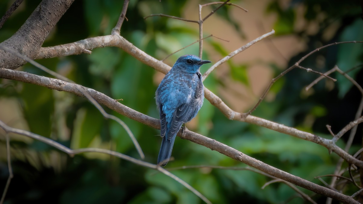 Blue Rock-Thrush - ML566779621