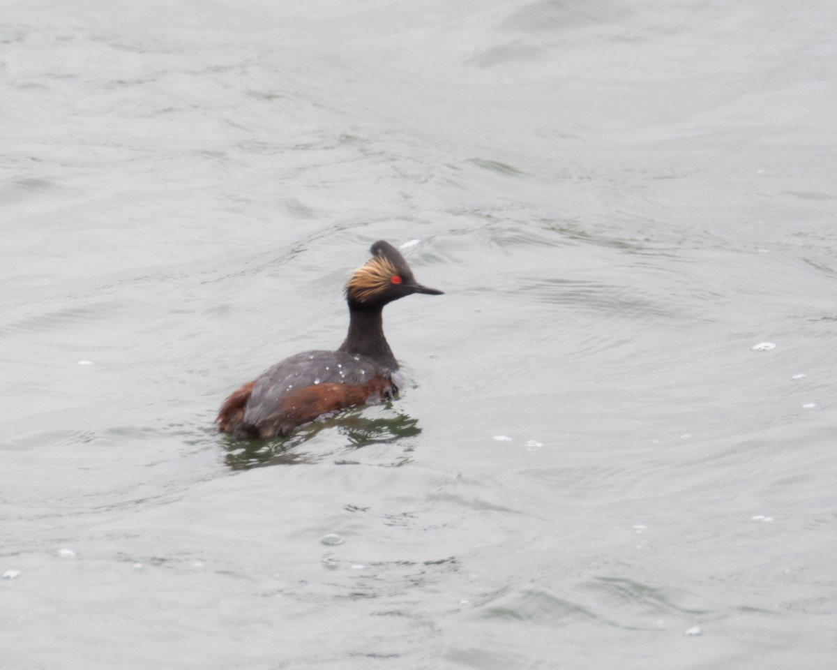 Eared Grebe - ML56678131