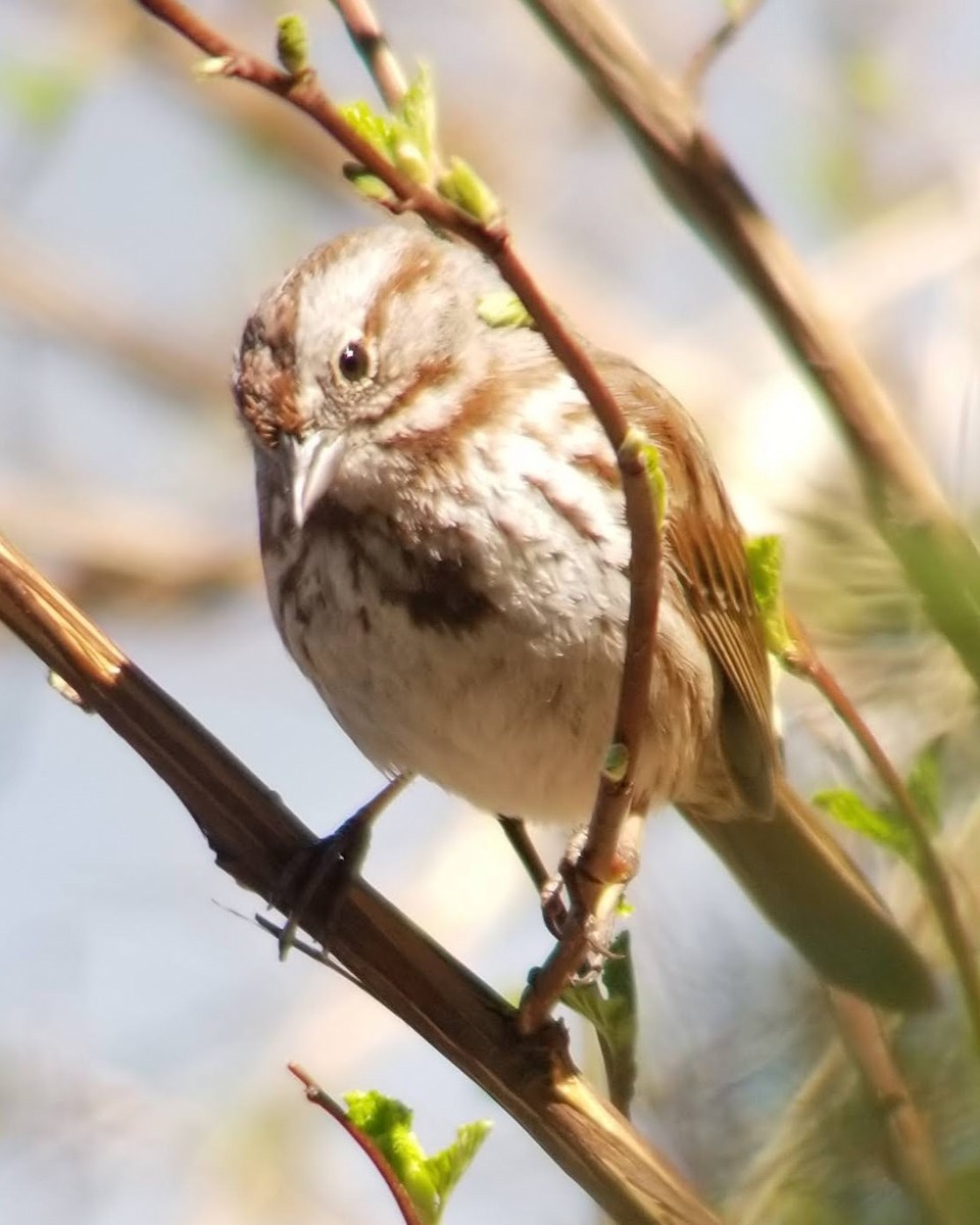 Song Sparrow - ML566781721