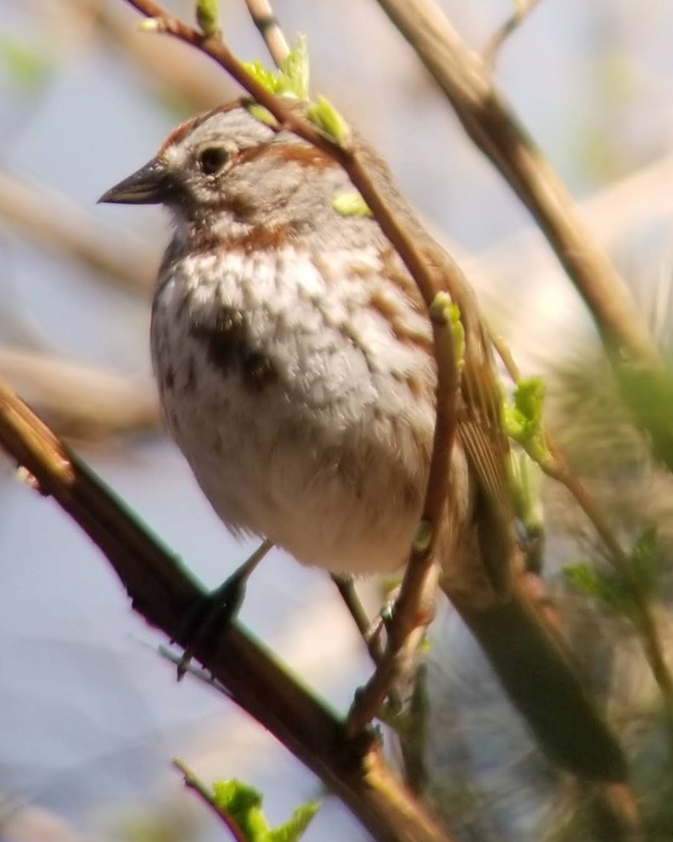 Song Sparrow - ML566781731