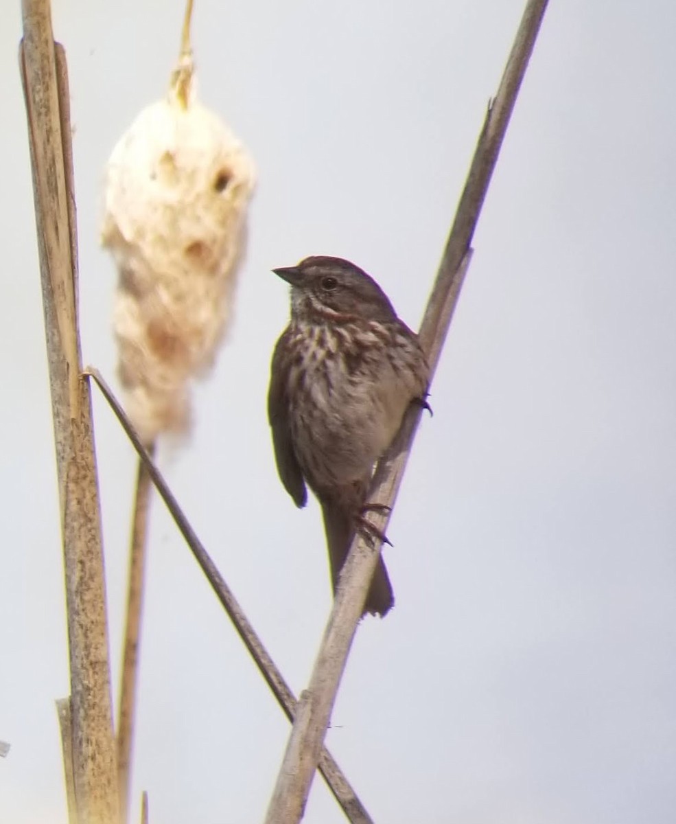 Song Sparrow - Craig Felts