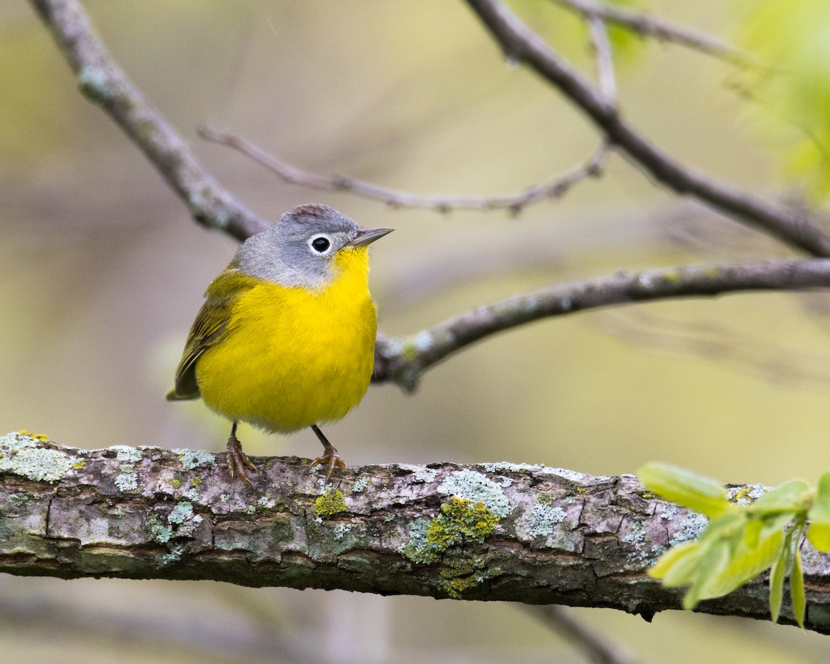 Nashville Warbler - ML56678181