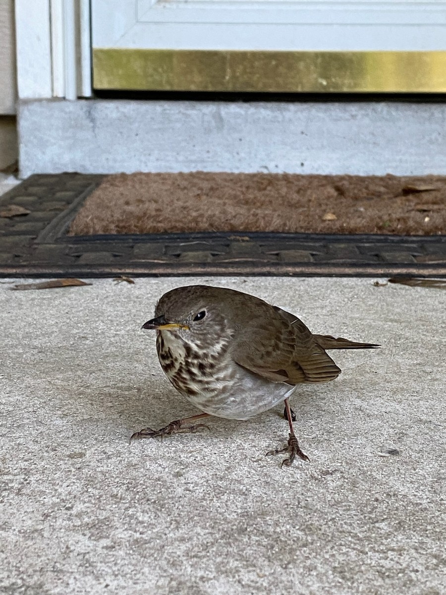 Gray-cheeked Thrush - adam zions