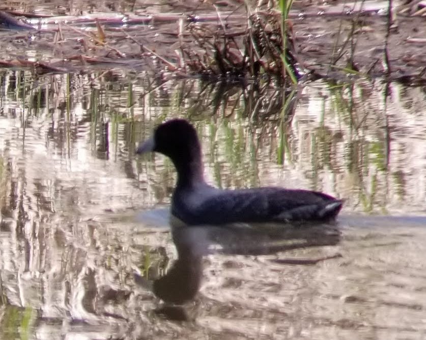 American Coot - Craig Felts