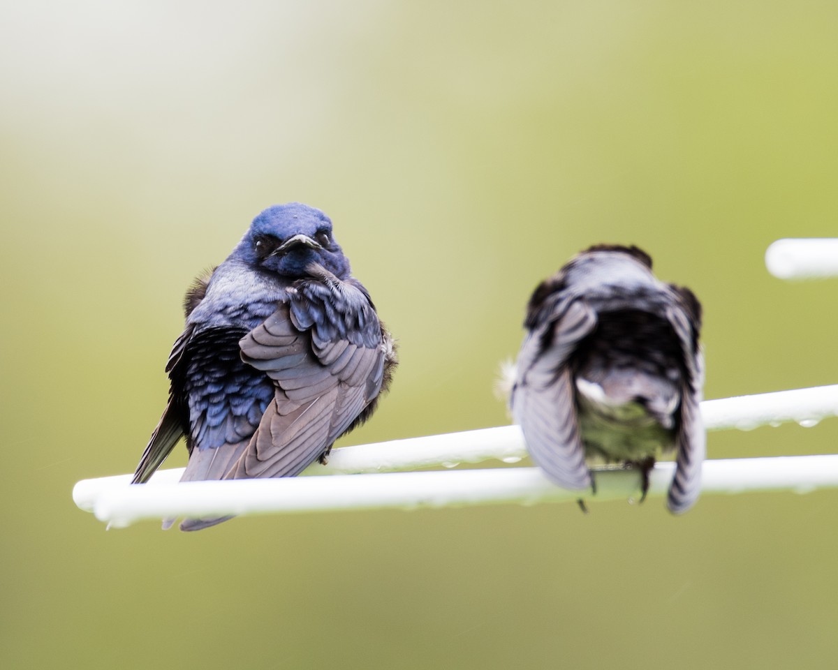 Purple Martin - ML56678261