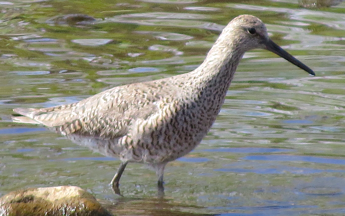 Chevalier semipalmé (inornata) - ML56678341