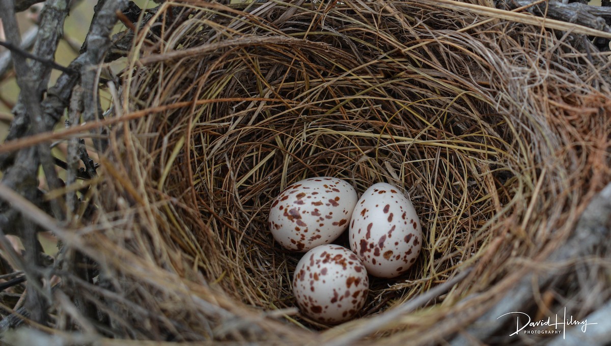 Fork-tailed Flycatcher - ML566783481