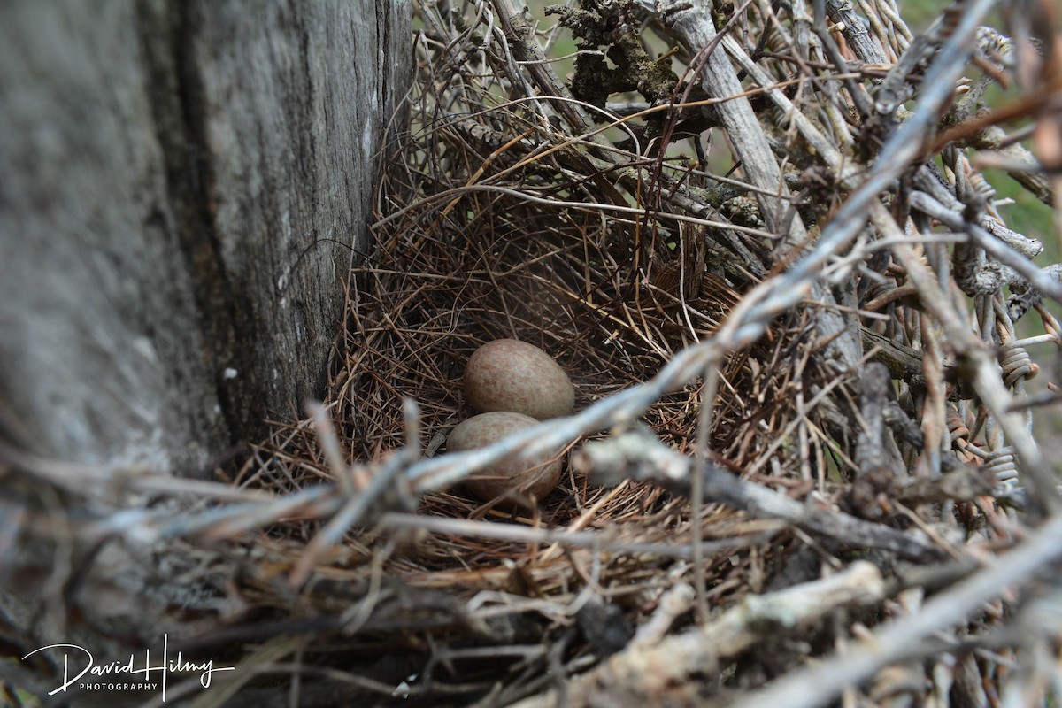 Bronzed Cowbird (Bronzed) - ML566783551