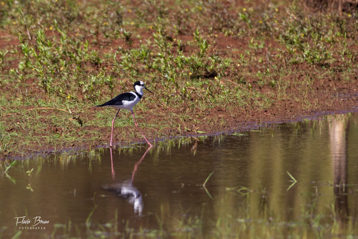 Black-necked Stilt - ML566783901