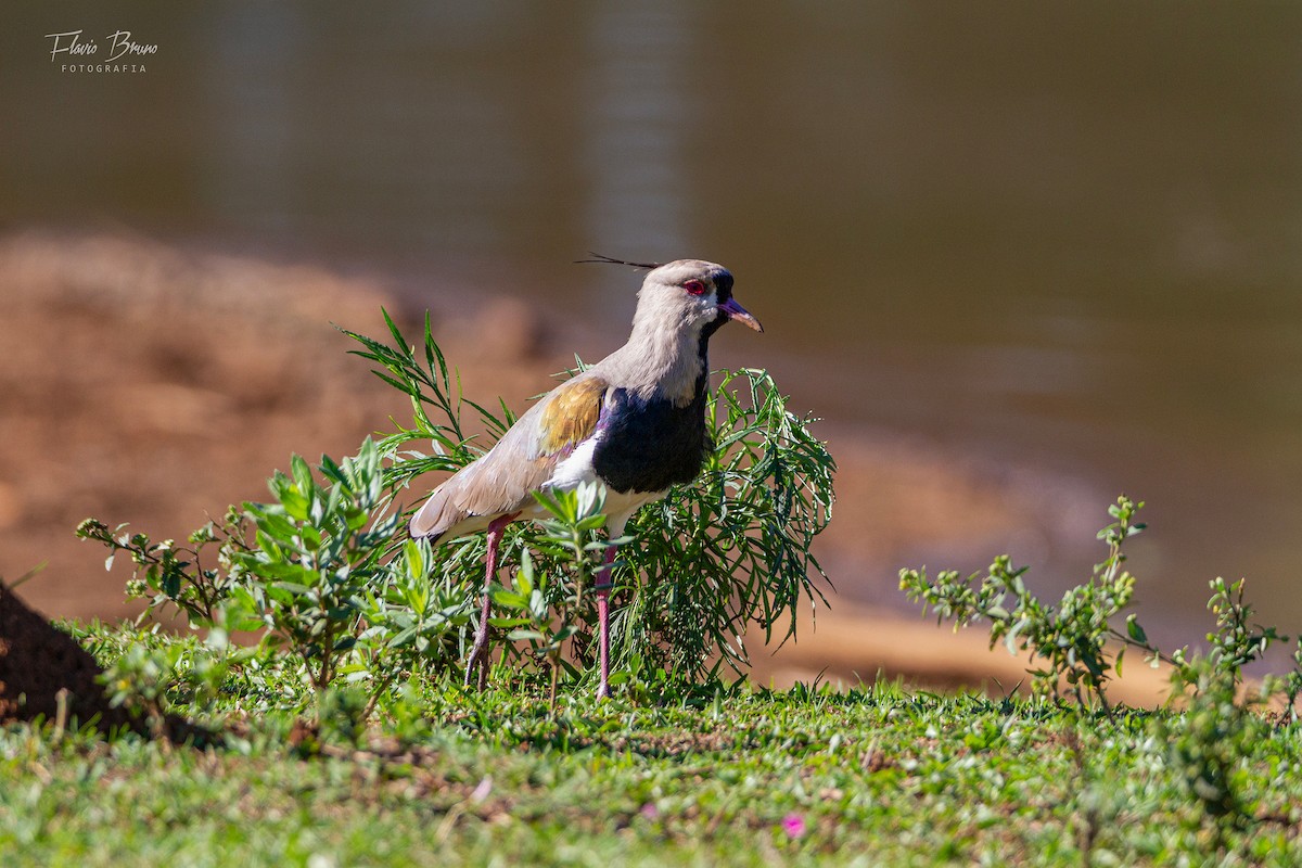 Southern Lapwing - ML566783981