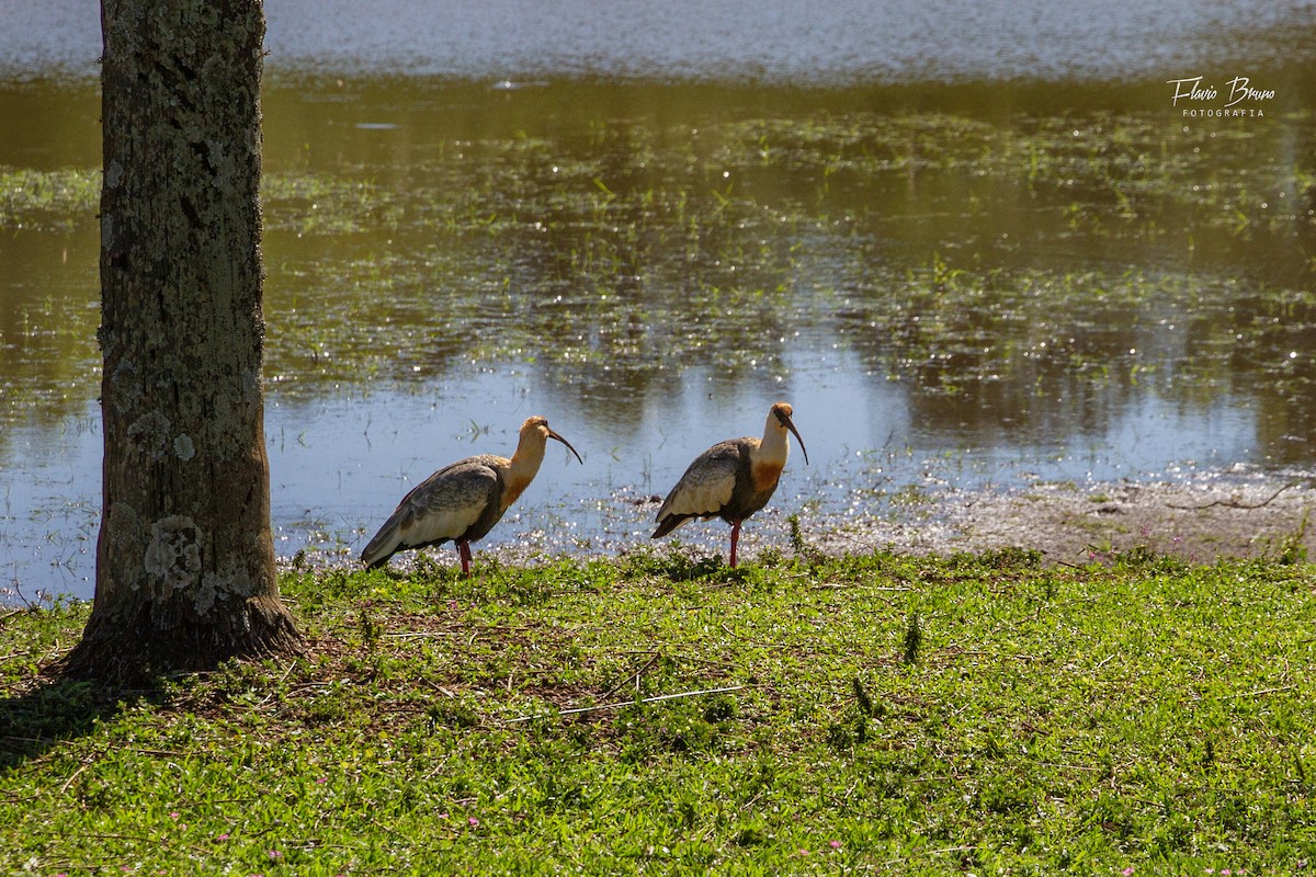 Buff-necked Ibis - ML566784181