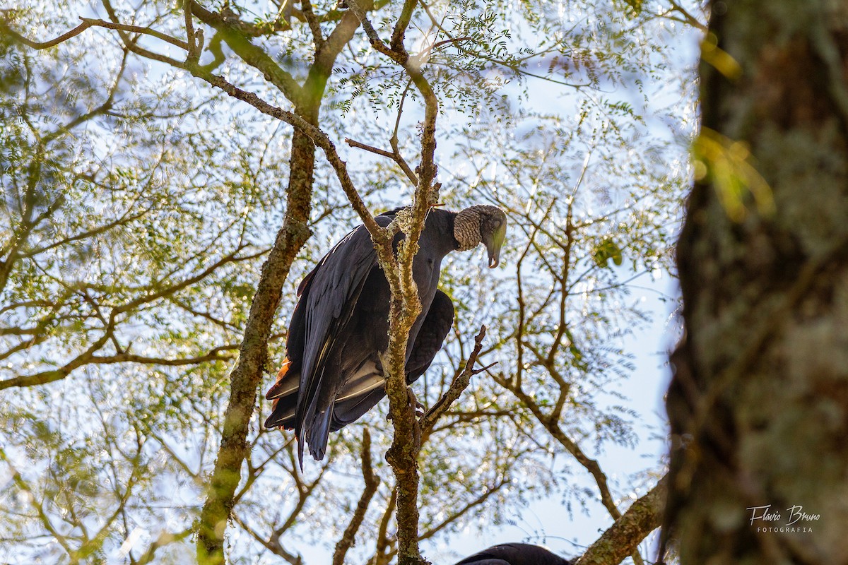 Black Vulture - ML566784201