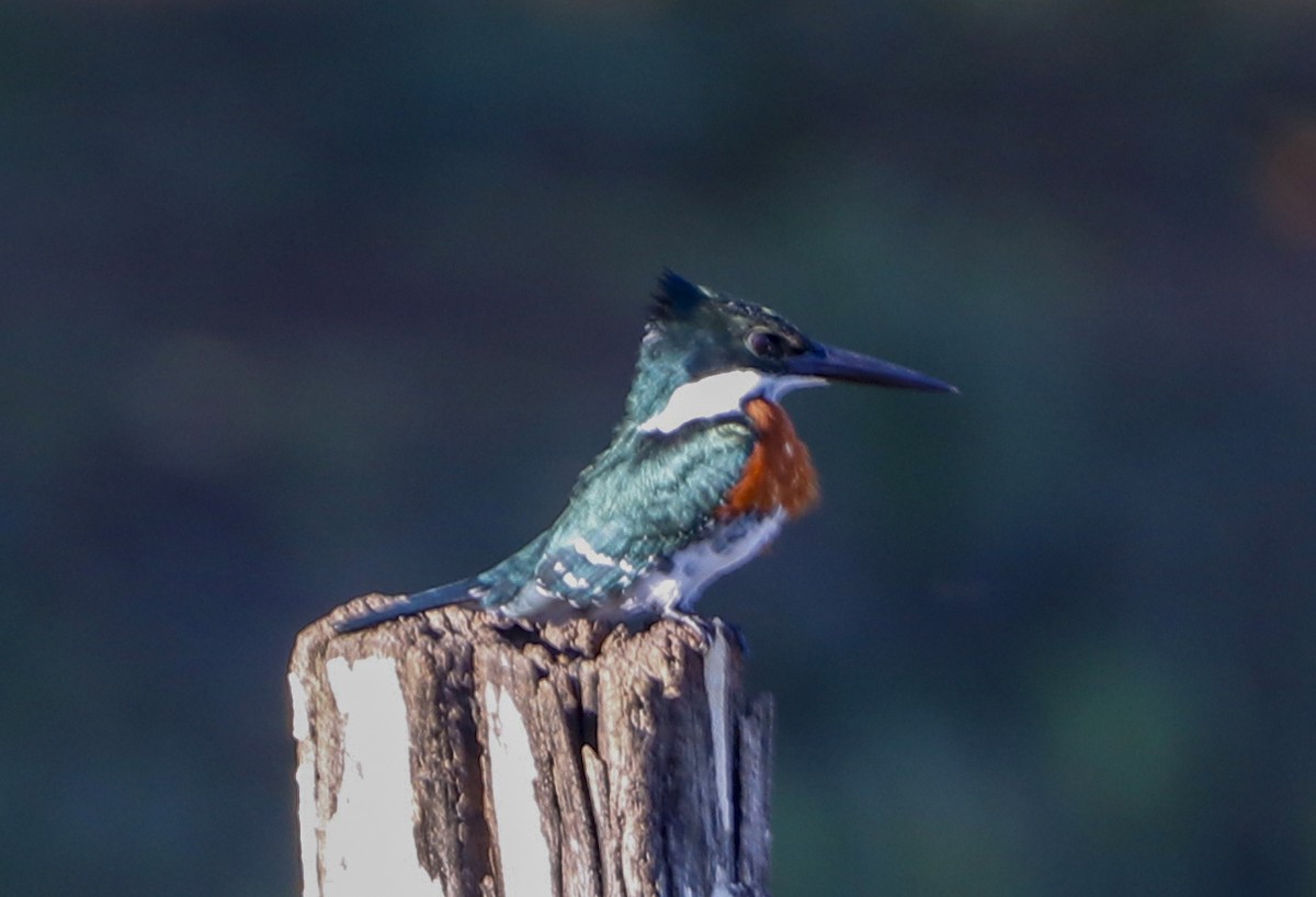 Green Kingfisher - ML566784231