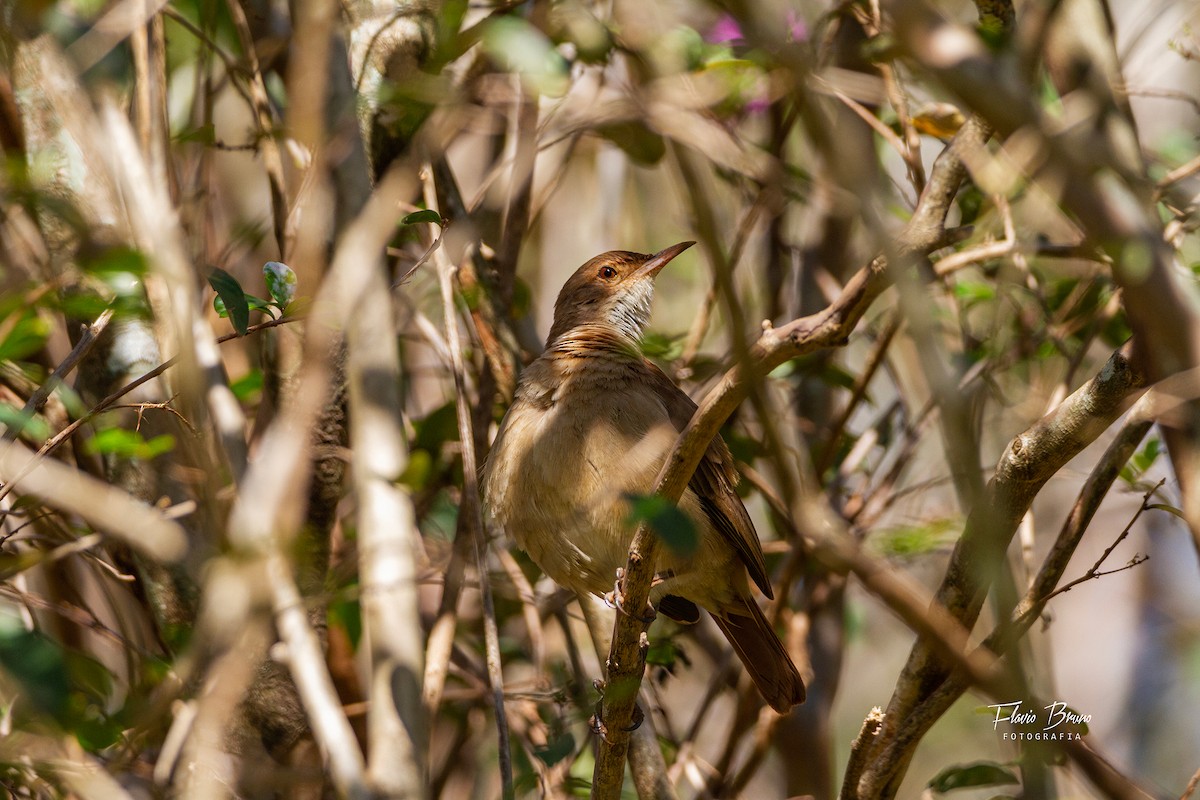 Rufous Hornero - ML566784481