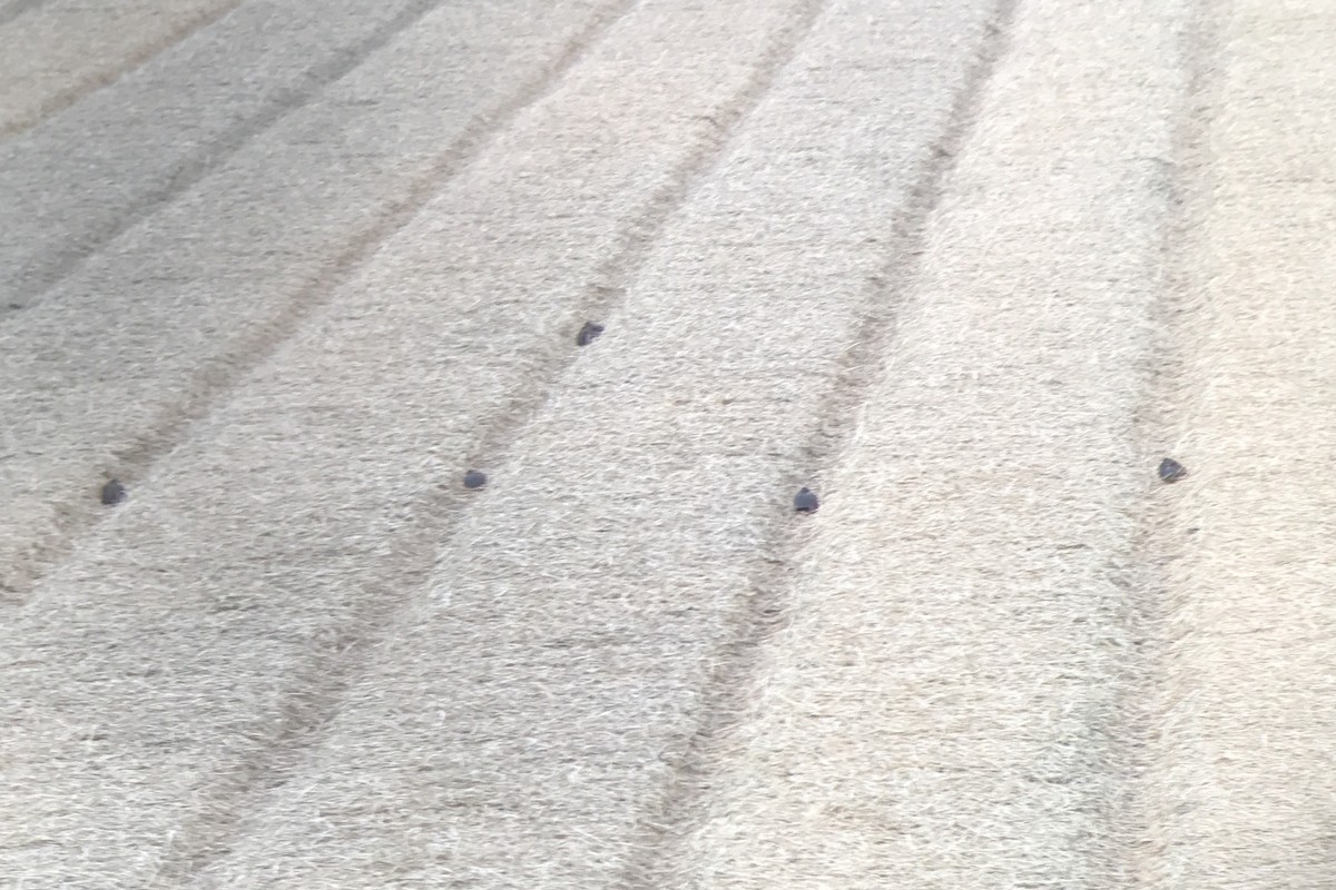 Gray Partridge - ML566784631