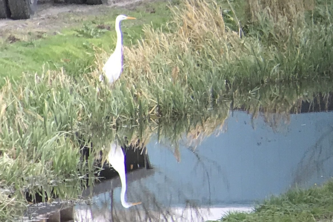 Great Egret - ML566784711