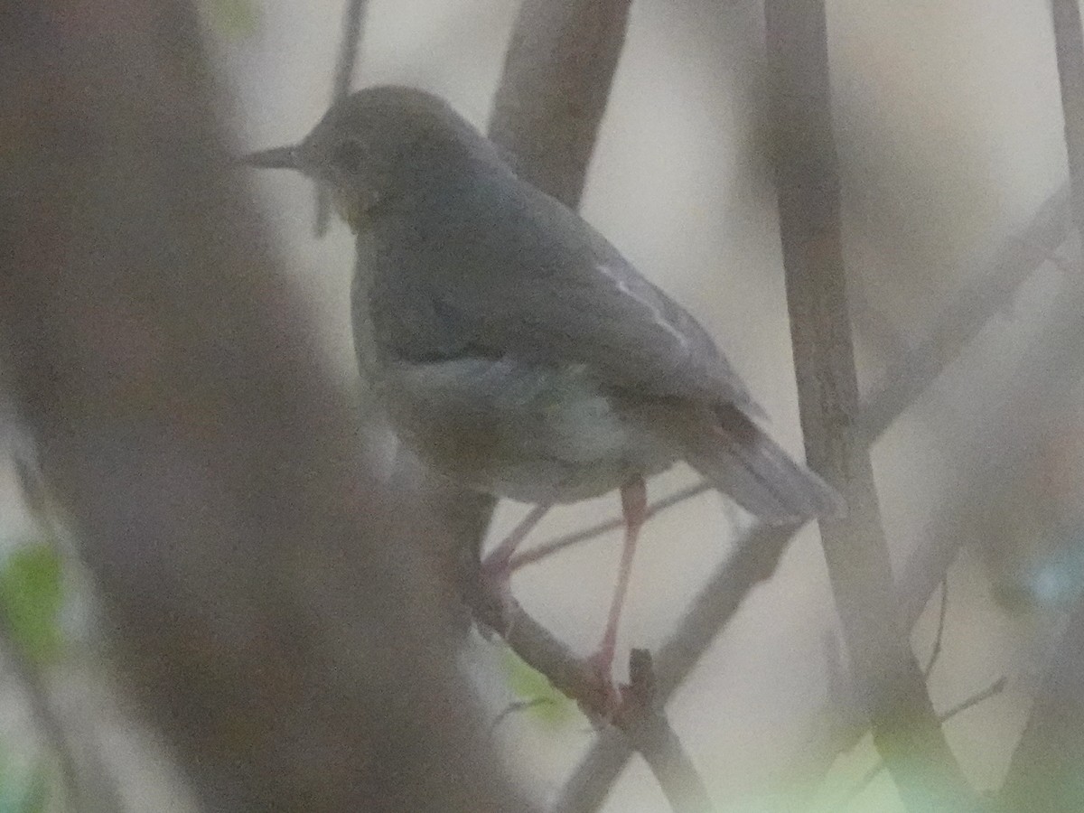 Indian Blue Robin - ML566785271