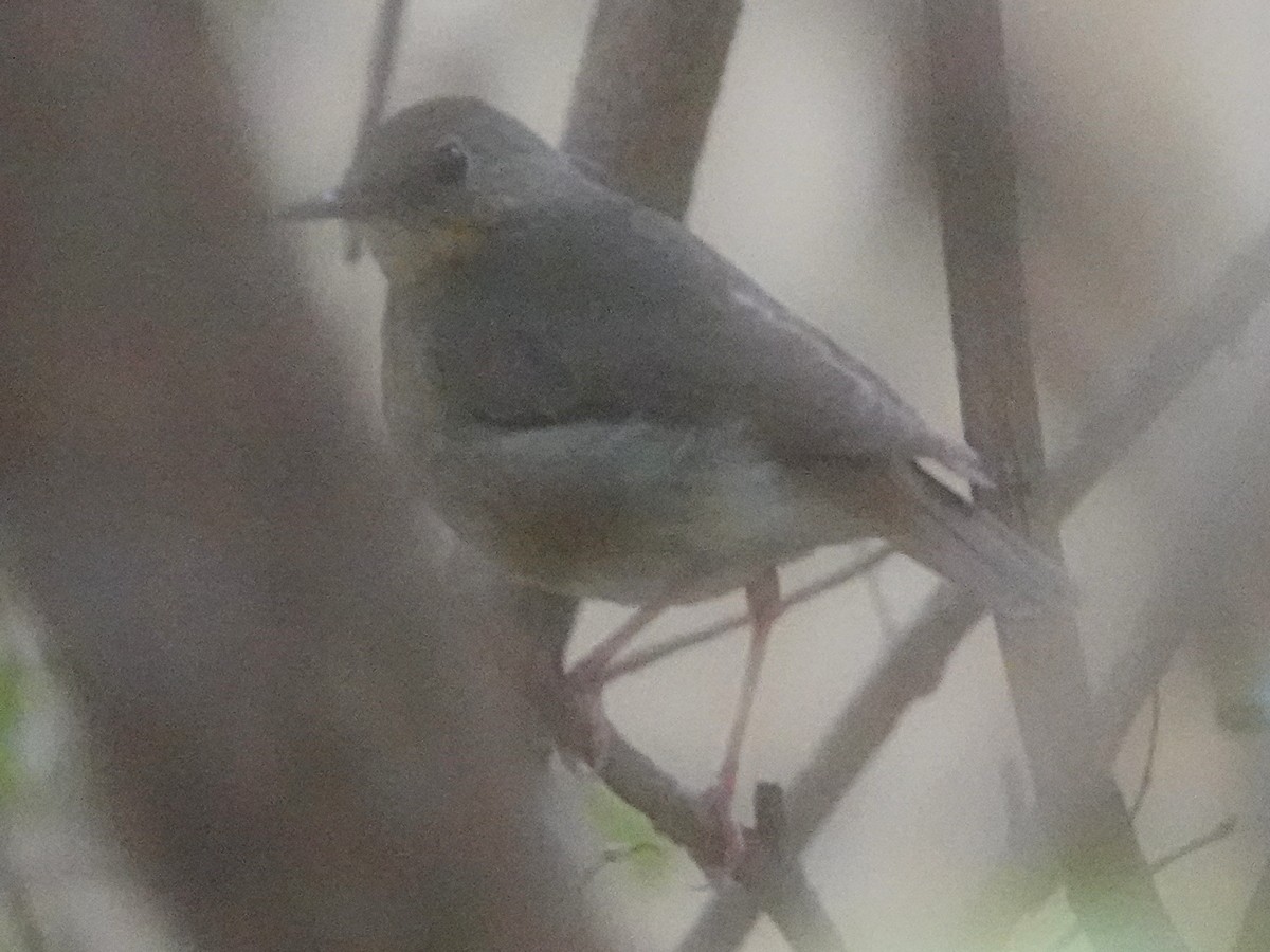 Indian Blue Robin - ML566785281