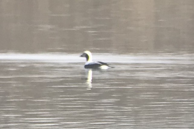 Long-tailed Duck - ML566785621