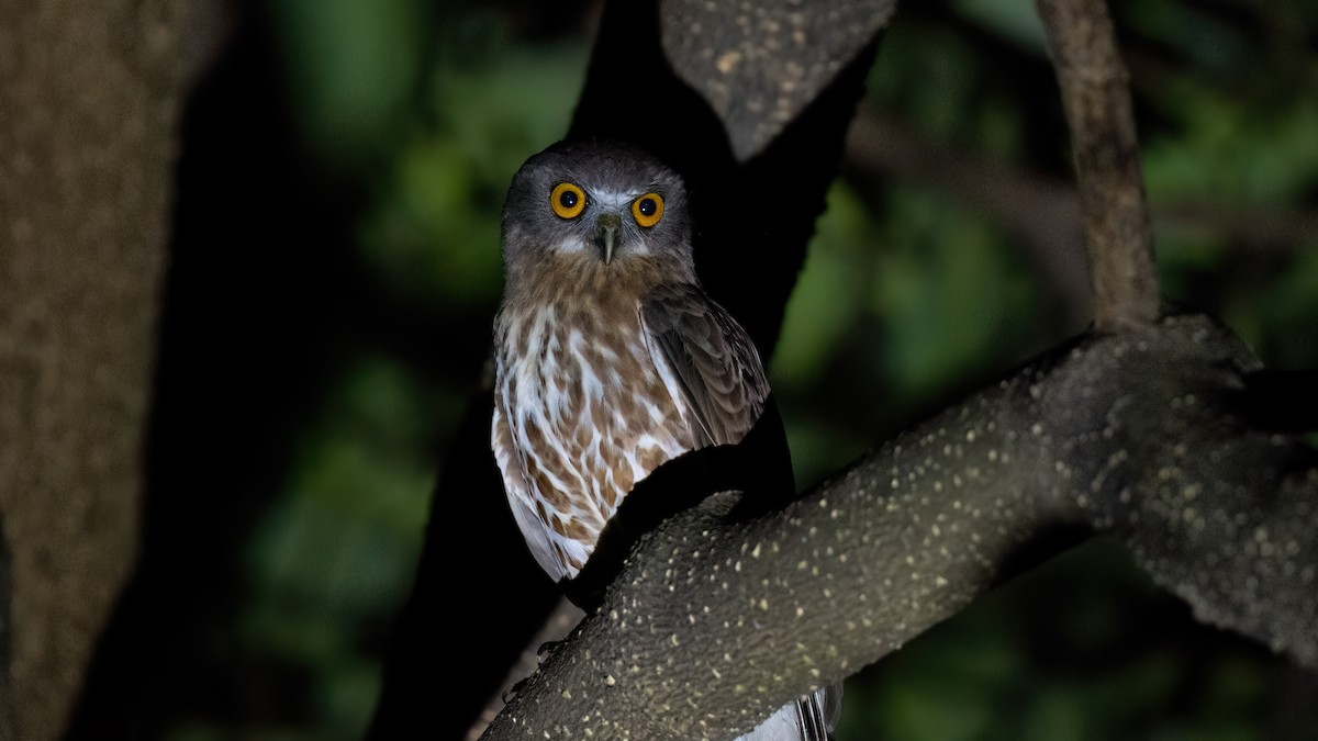 Brown Boobook - ML566786751