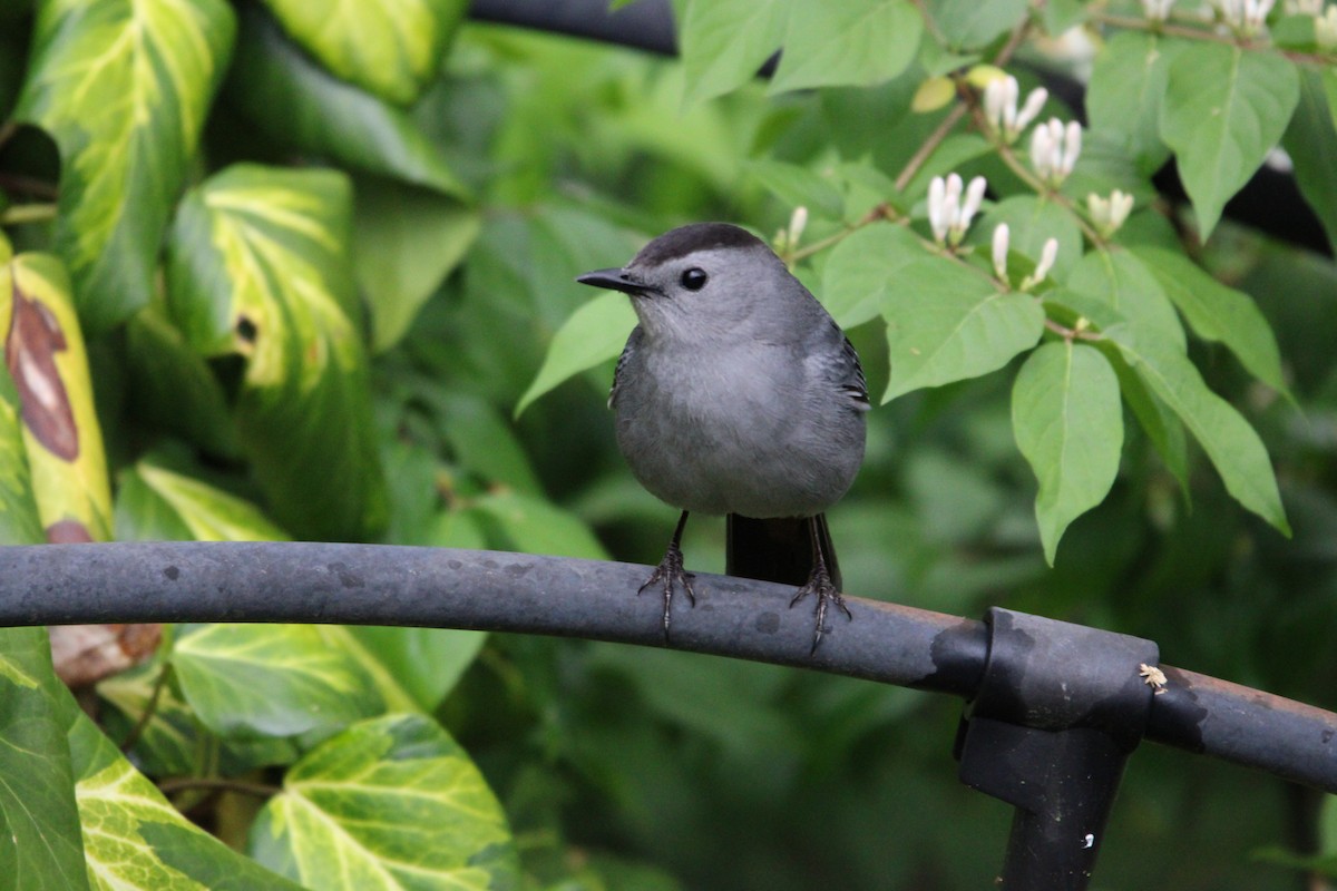 Gray Catbird - ML566786801