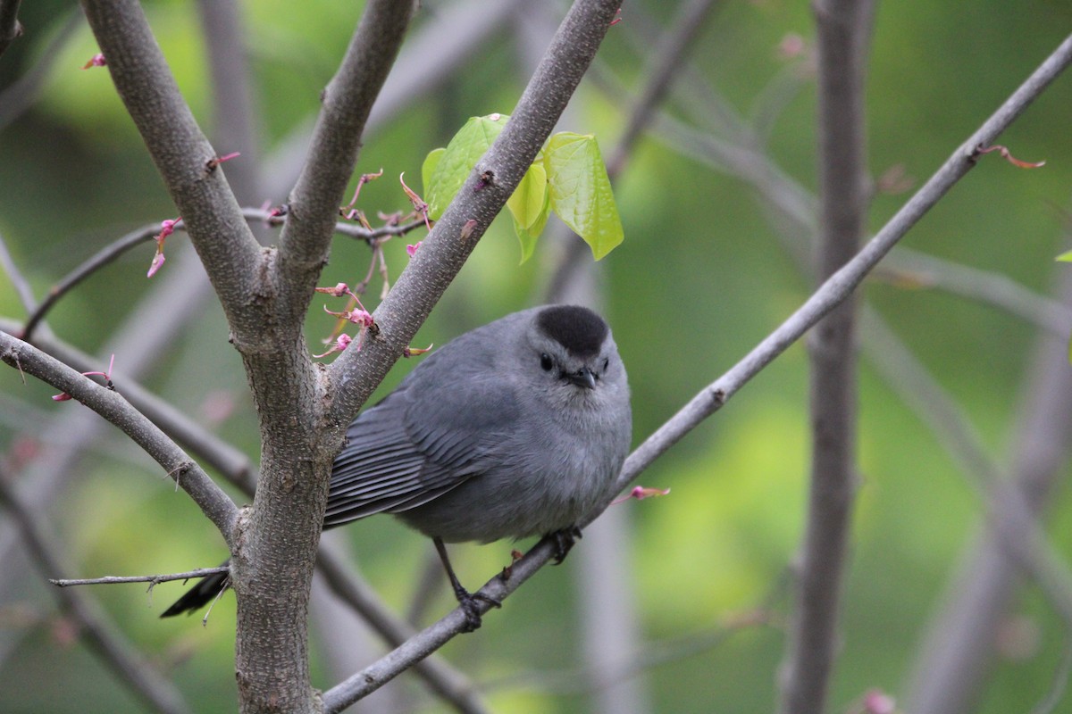 Gray Catbird - ML566786891