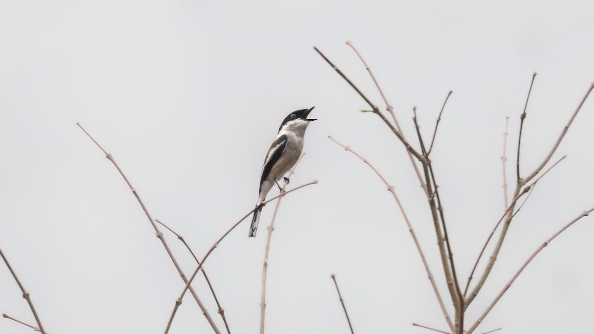 Bar-winged Flycatcher-shrike - ML566786991