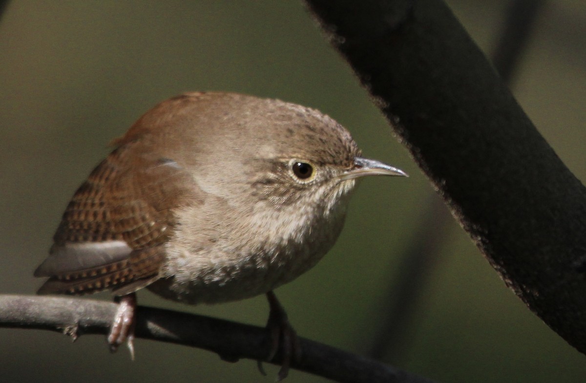 House Wren - Moly(neaux) Dwyer