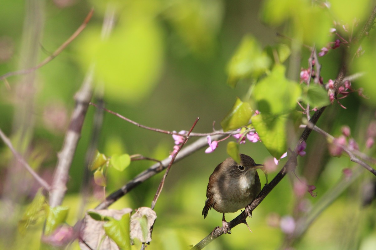 House Wren - Moly(neaux) Dwyer