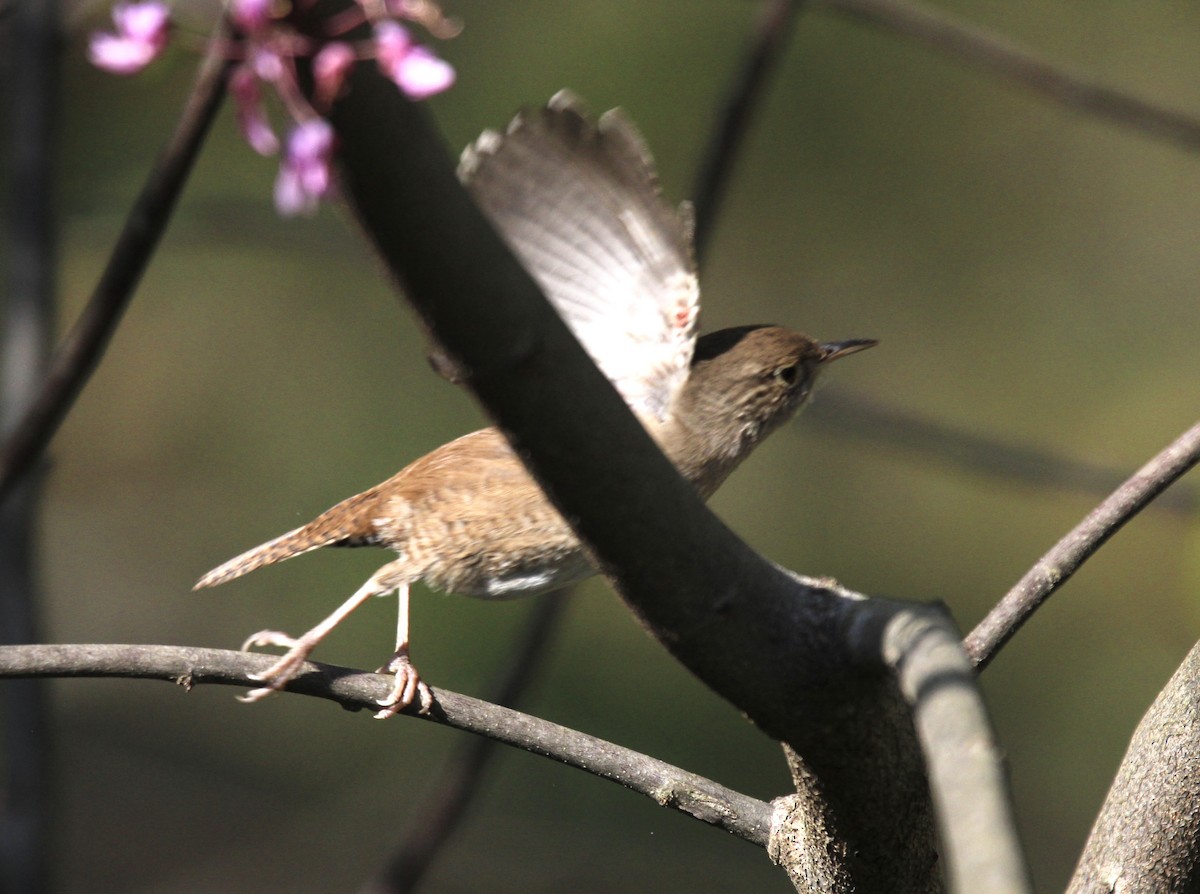 House Wren - ML566787371