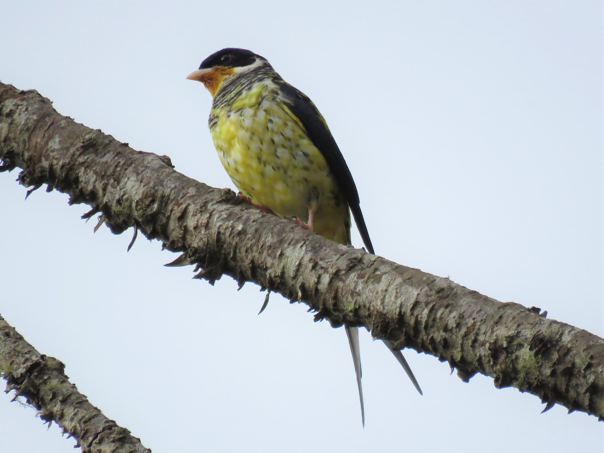 Cotinga Tijereta (flavirostris) - ML566788501