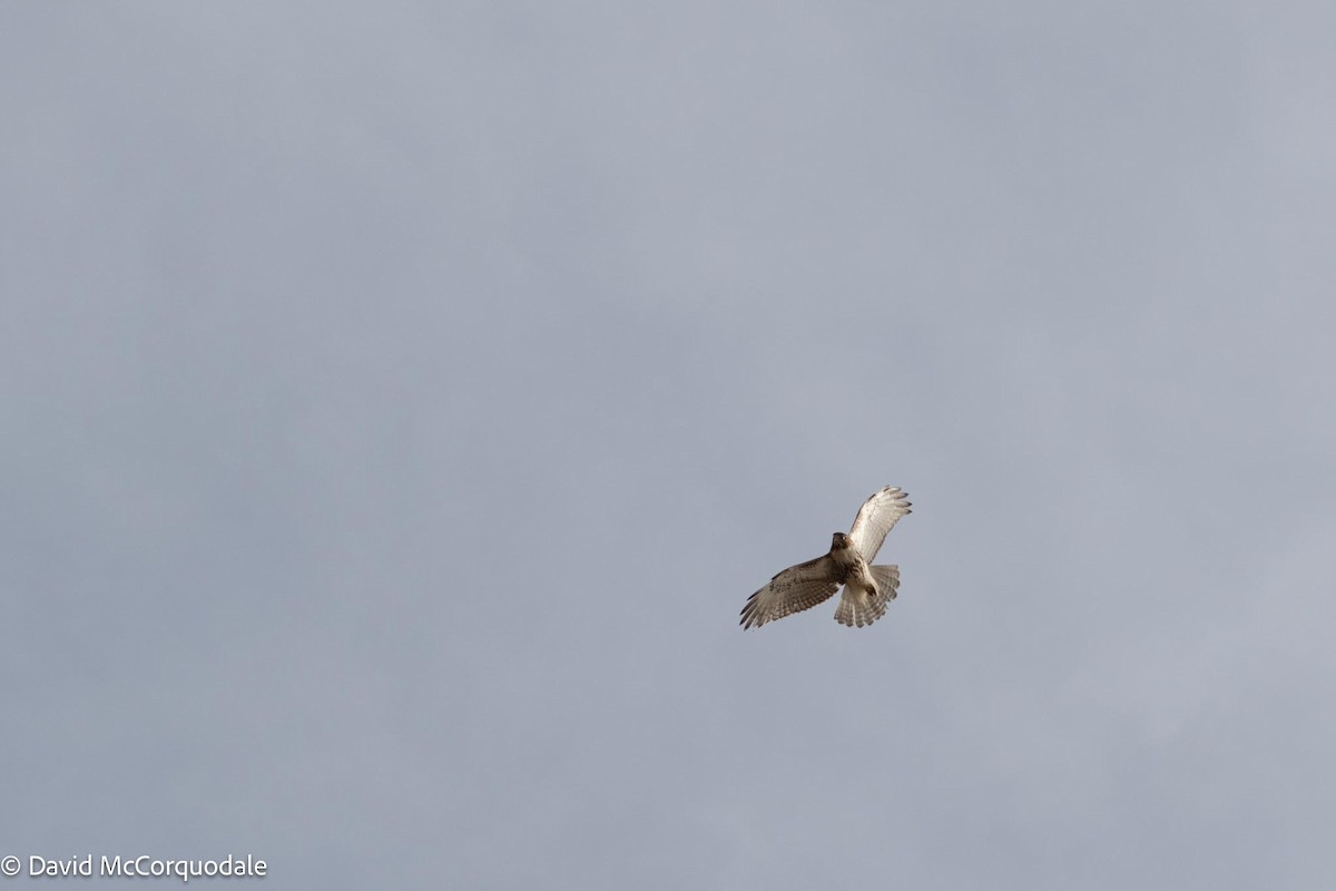 Red-tailed Hawk - ML566788671