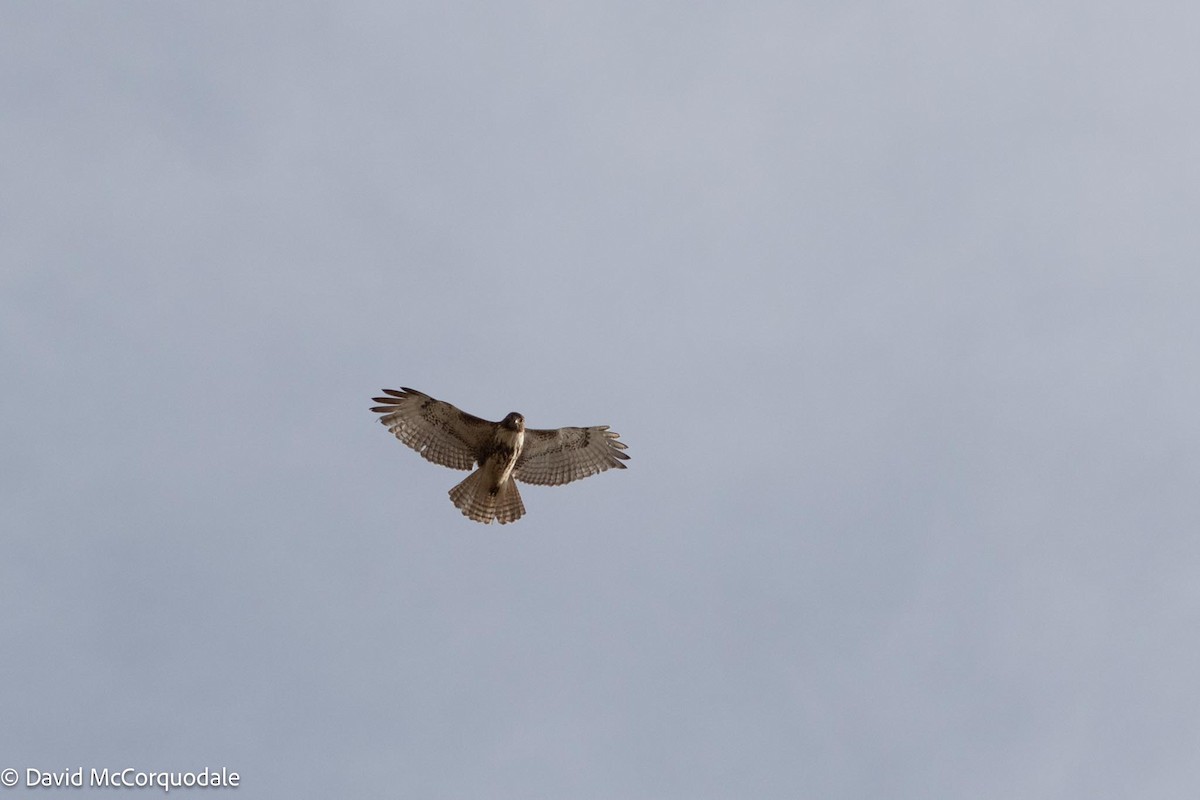 Red-tailed Hawk - ML566788681