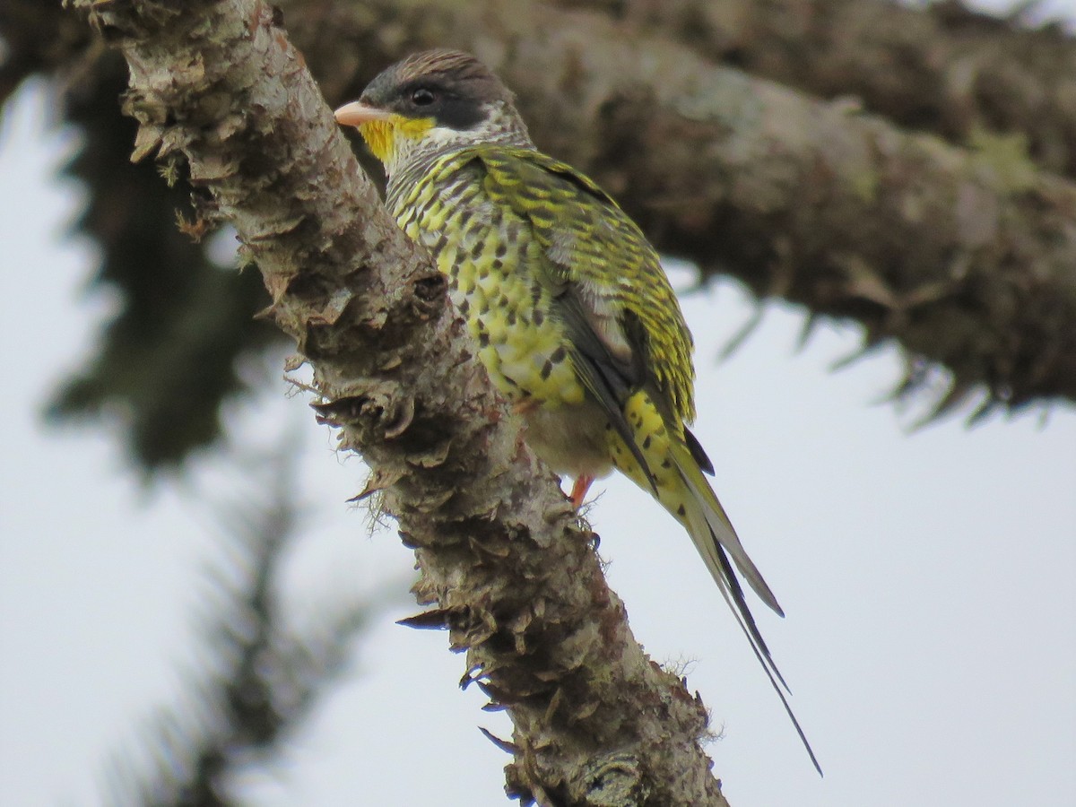 Cotinga Tijereta (flavirostris) - ML566788701