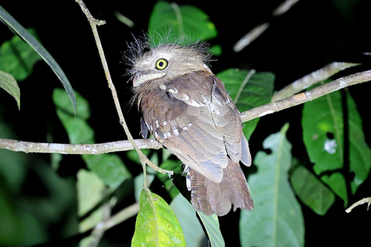 Bornean Frogmouth - ML566789091