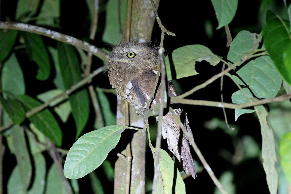 Bornean Frogmouth - ML566789111