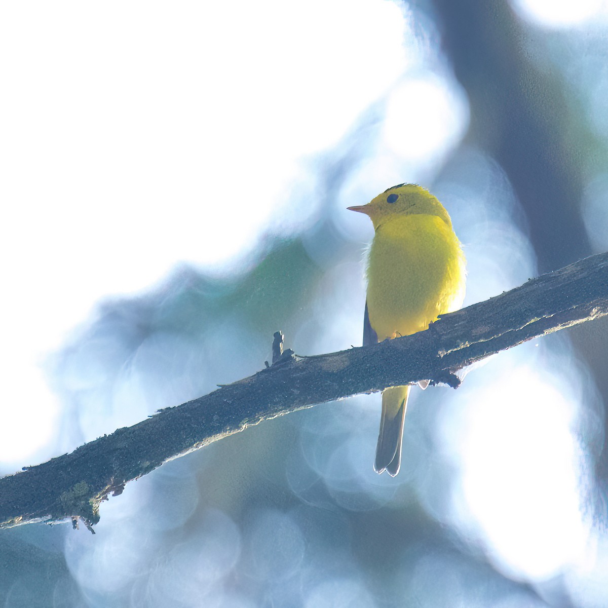 Wilson's Warbler - ML566790241