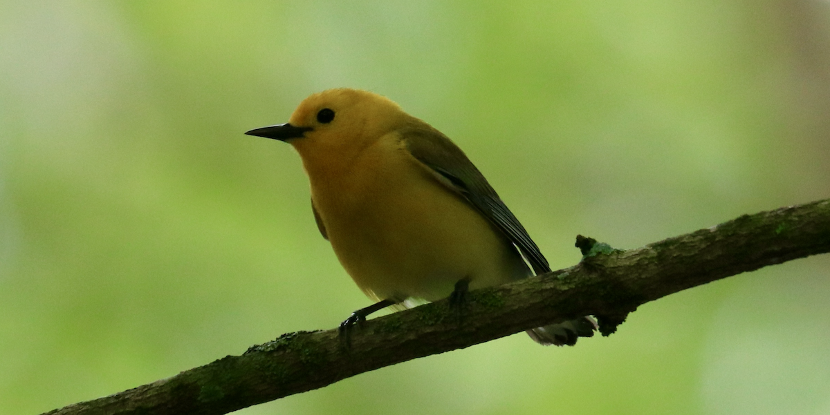 Prothonotary Warbler - ML566792501