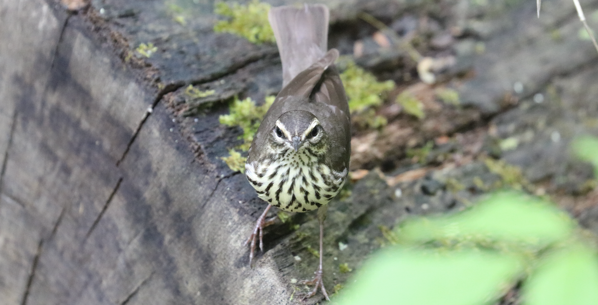 Northern Waterthrush - ML566793171