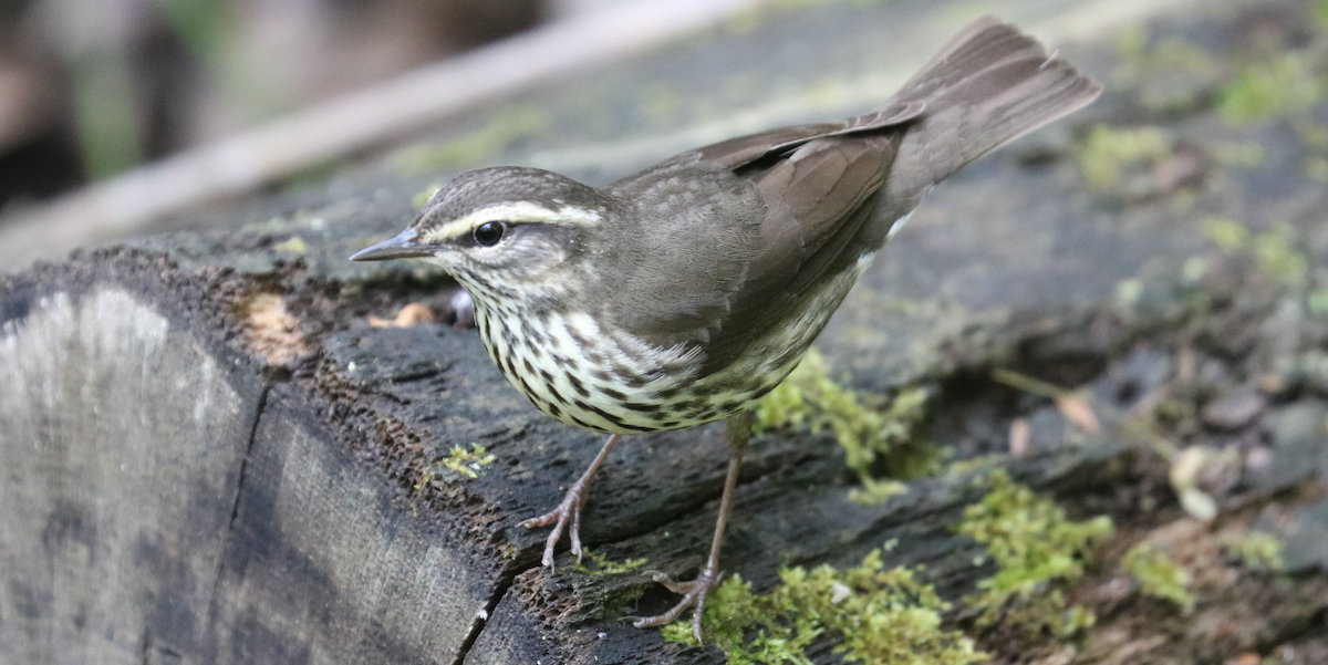 Northern Waterthrush - ML566793181