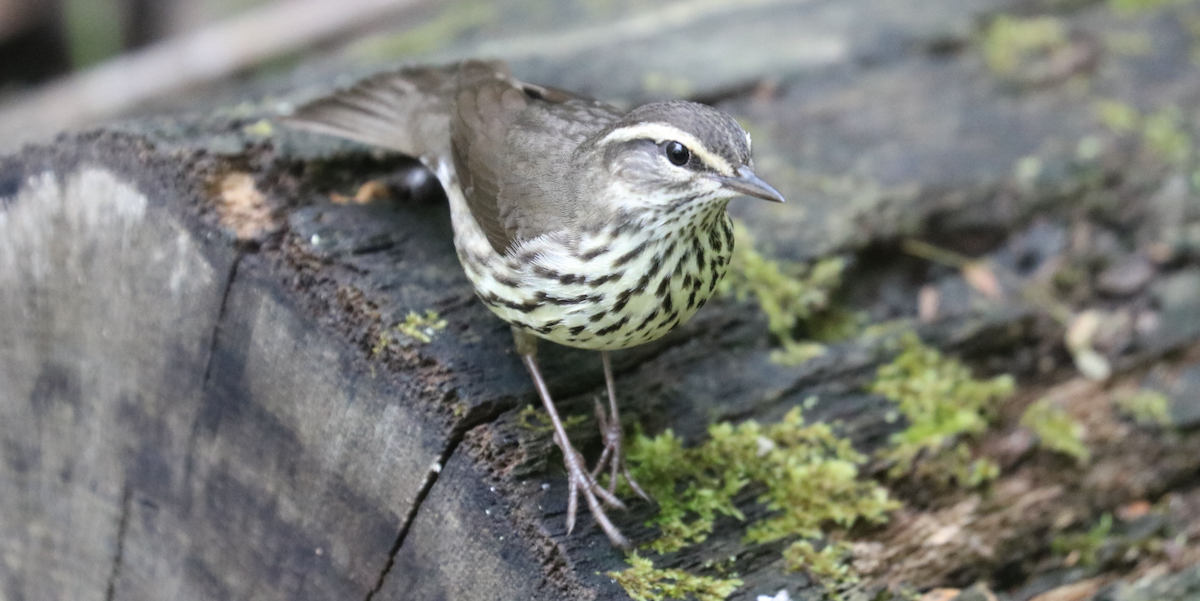 Northern Waterthrush - ML566793191