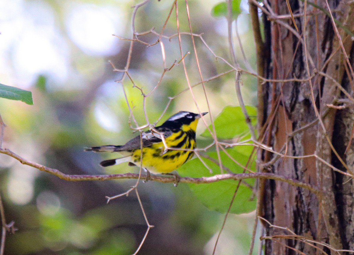 Magnolia Warbler - ML566793531