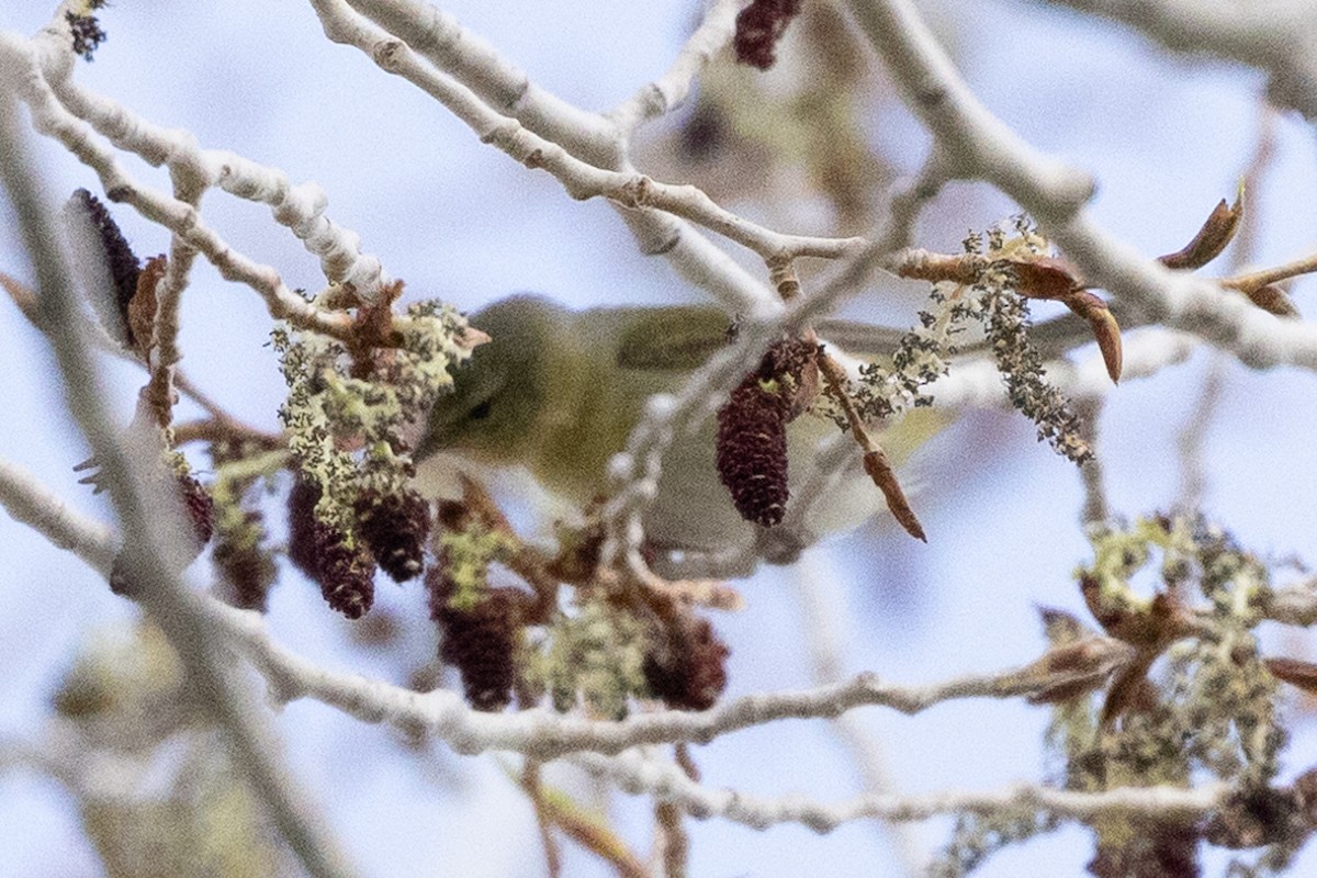 Tennessee Warbler - ML566795081